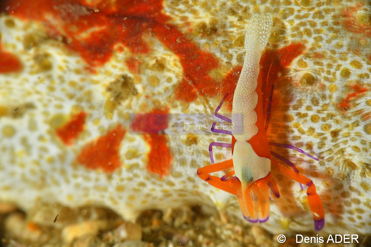 Periclimenes imperator-Wakatobi Pasar wajo Beach-19m-20180602-Denis-ADER-DSC_3164_tn.jpg